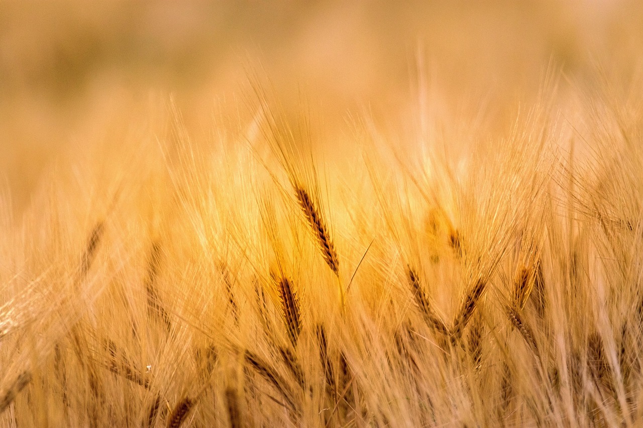 Why Are Traditional Farming Methods Costing You More Than You Think? explore the costs associated with traditional farming methods, including labor, equipment, and maintenance expenses to better understand agricultural budgeting.