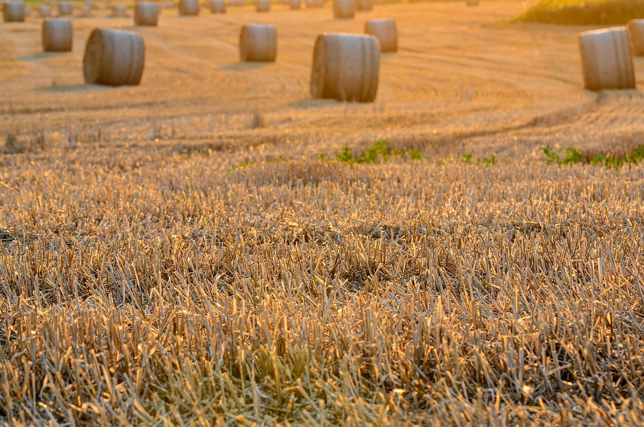 What Is the True Cost of Delayed Harvest Technology Adoption?
